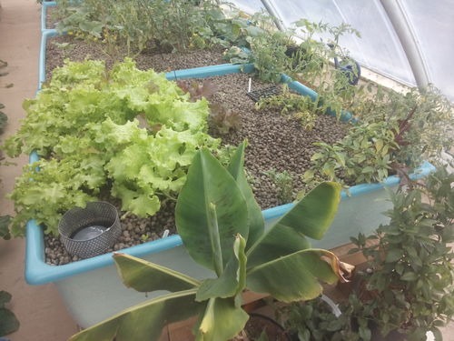 a lettuce bed